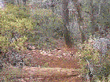 brnlog.gif (108138 bytes)