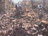 cstvwa.gif (496837 bytes)
