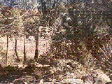 cstvwle.gif (430450 bytes)
