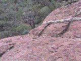 forest.gif (293043 bytes)