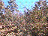 rama2.gif (217556 bytes)