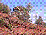 sim4.gif (324387 bytes)